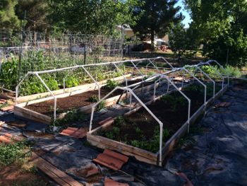 garden beds.jpg